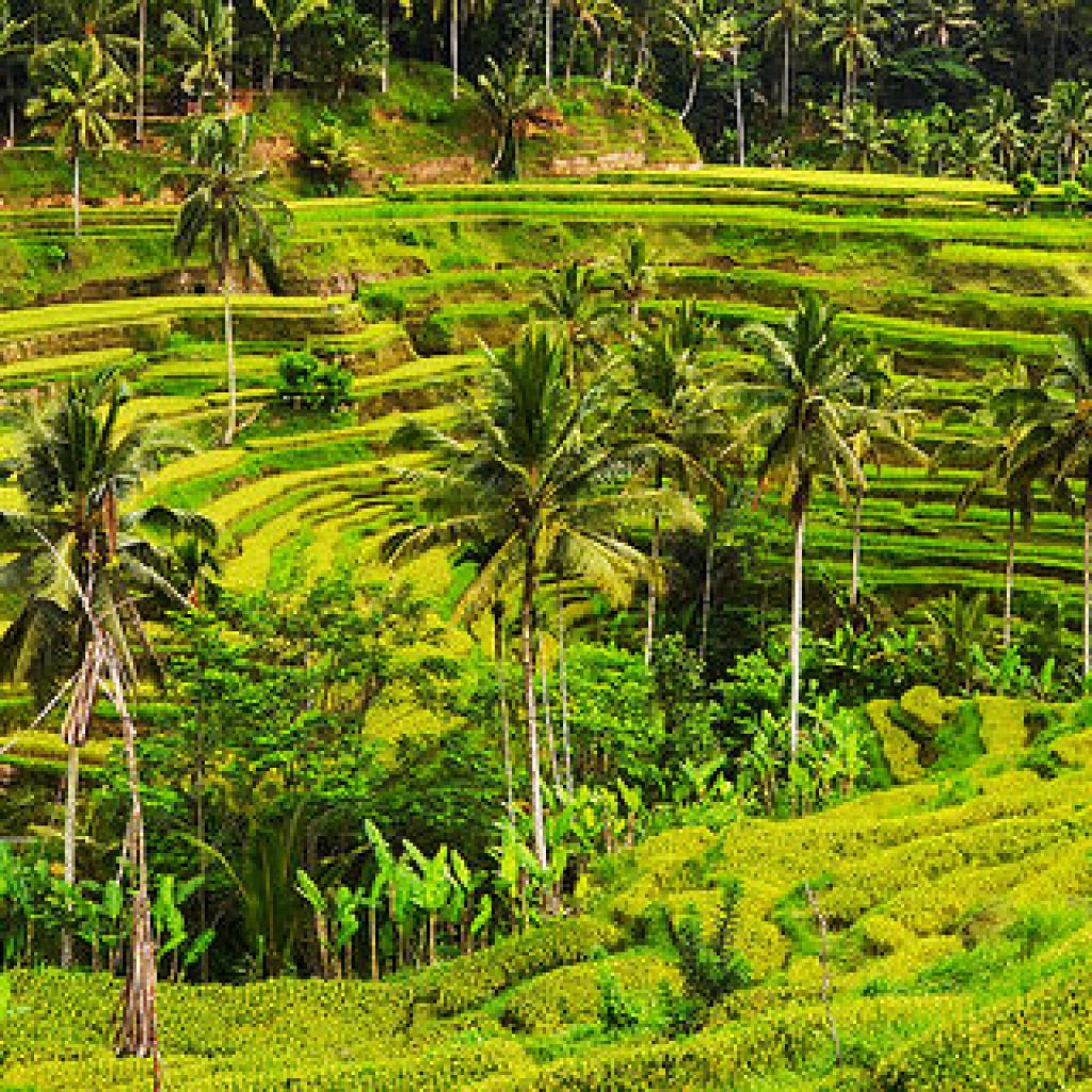 Tegalalang Rice Terrace Ubud - Indonesia Travel Guide